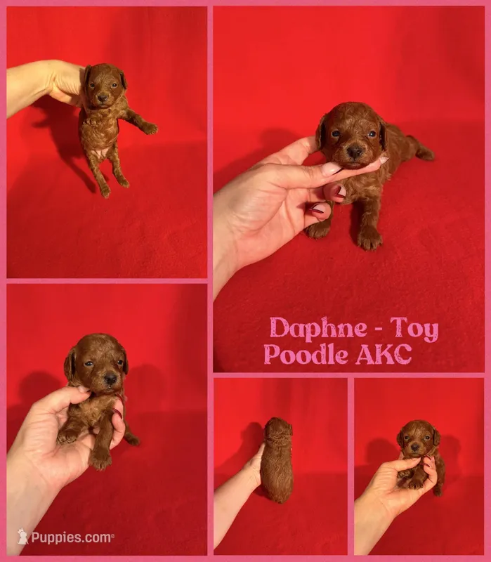 Daphne AKC  – Poodle - Toy  puppy for sale in Jacksonville, NC