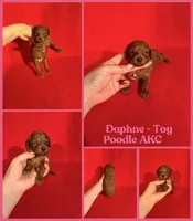 Daphne AKC , a female Poodle - Toy  for sale in Jacksonville, NC – 1 of 1