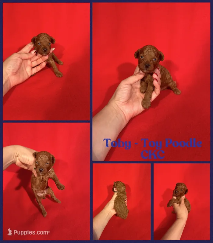 Toby  – Poodle - Toy  puppy for sale in Jacksonville, NC