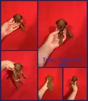 Toby , a male Poodle - Toy  for sale in Jacksonville, NC – 1 of 1
