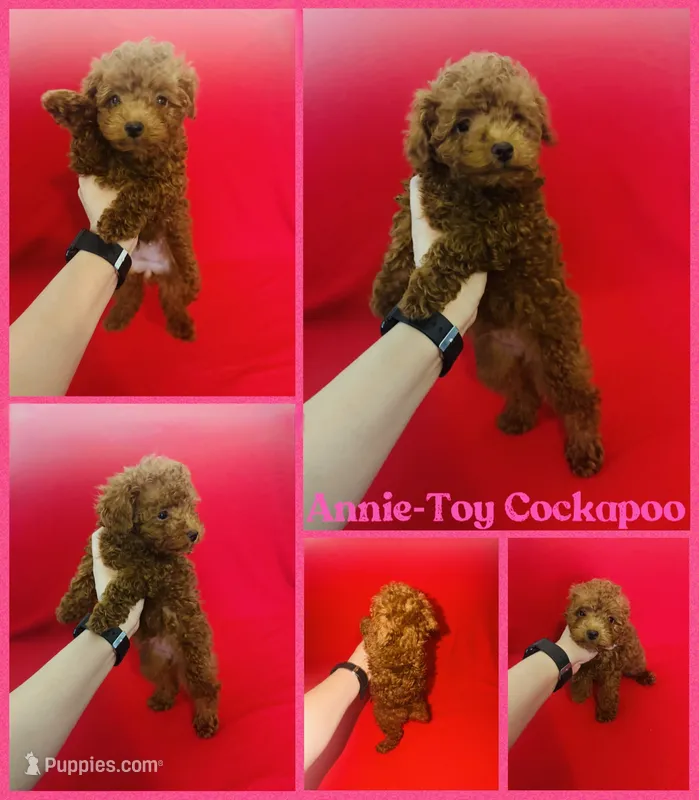 Annie teacup  – Cockapoo, Poodle - Toy  puppy for sale in Jacksonville, NC