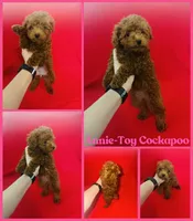 Annie teacup , a female Cockapoo and Poodle - Toy  for sale in Jacksonville, NC – 1 of 1