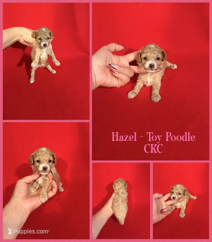 Hazel – Poodle - Toy  puppy for sale in Jacksonville, NC