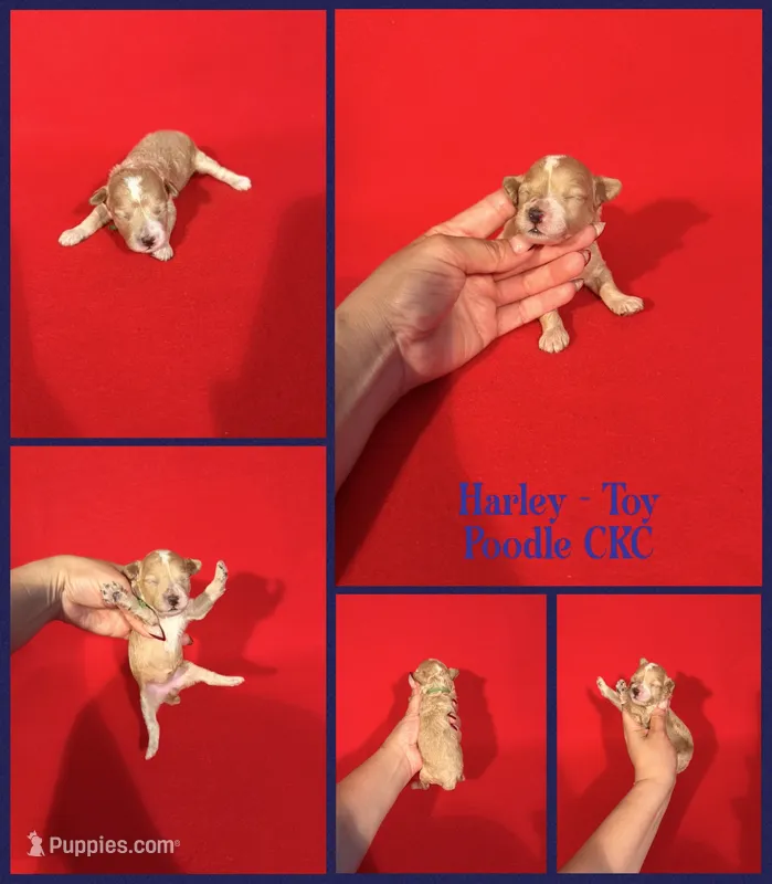 Harley – Poodle - Toy  puppy for sale in Jacksonville, NC