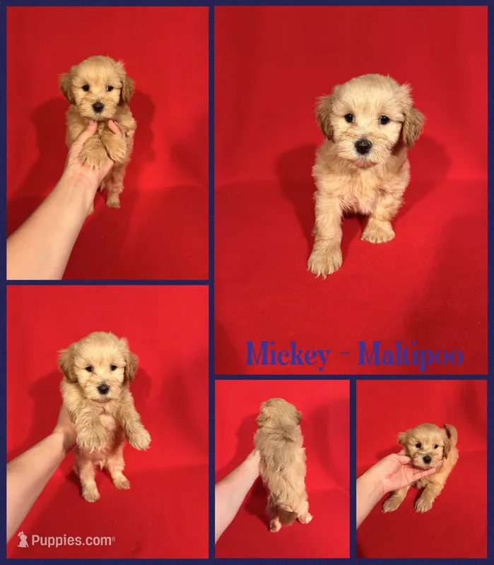 Mickey – Maltipoo puppy for sale in Jacksonville, NC
