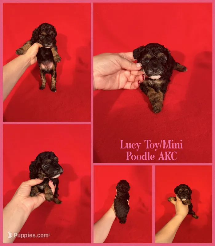 Lucy AKC  – Poodle - Toy , Poodle - Miniature  puppy for sale in Jacksonville, NC