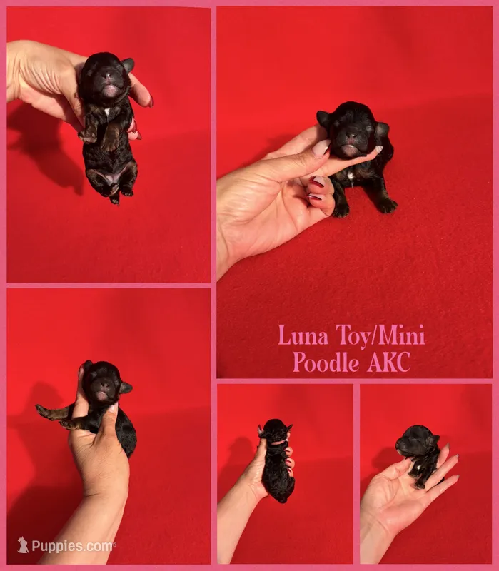 Luna AKC  – Poodle - Toy , Poodle - Miniature  puppy for sale in Jacksonville, NC