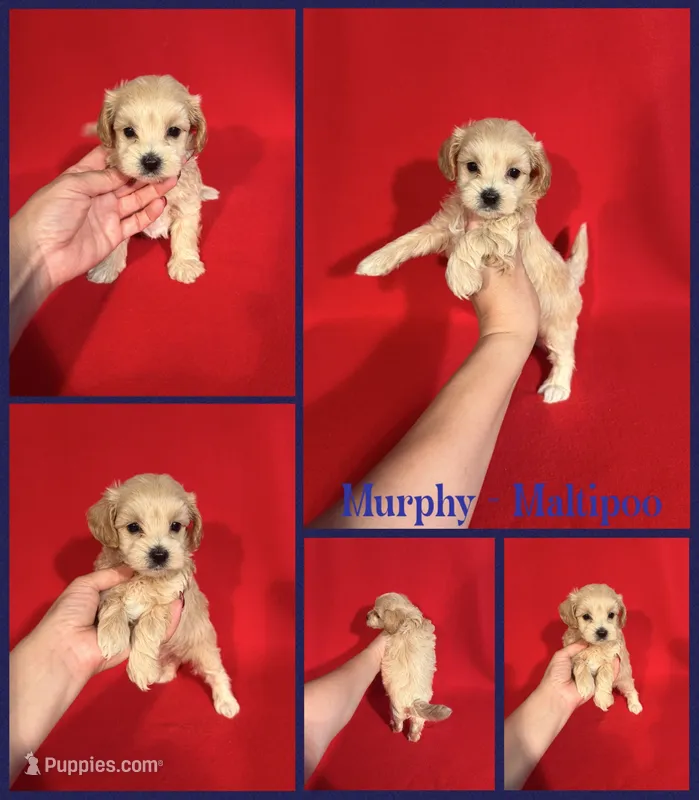 Murphy  – Maltipoo puppy for sale in Jacksonville, NC