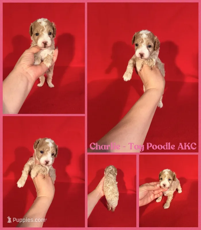Charlie AKC REG  – Poodle - Toy  puppy for sale in Jacksonville, NC