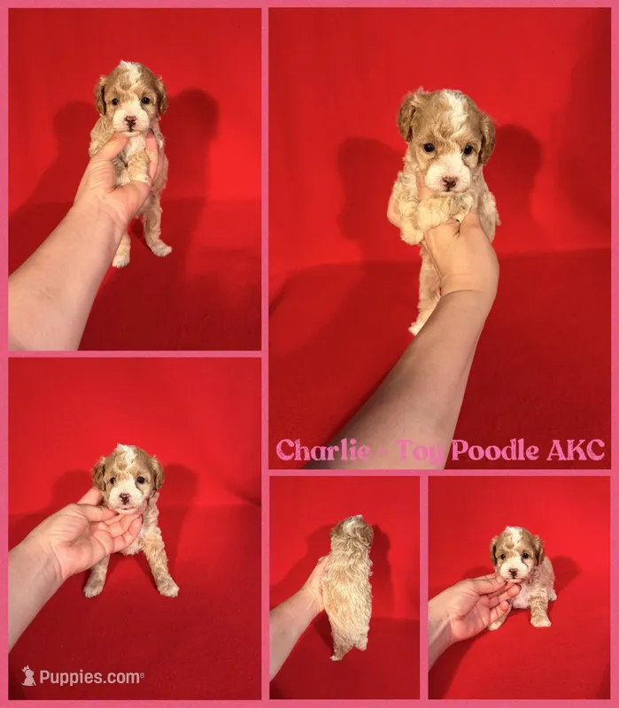 Charlie AKC REG  – Poodle - Toy  puppy for sale in Jacksonville, NC