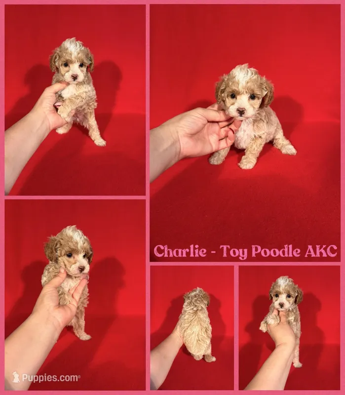 Charlie AKC REG  – Poodle - Toy  puppy for sale in Jacksonville, NC