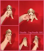 Charlie AKC REG , a female Poodle - Toy  for sale in Jacksonville, NC – 1 of 1
