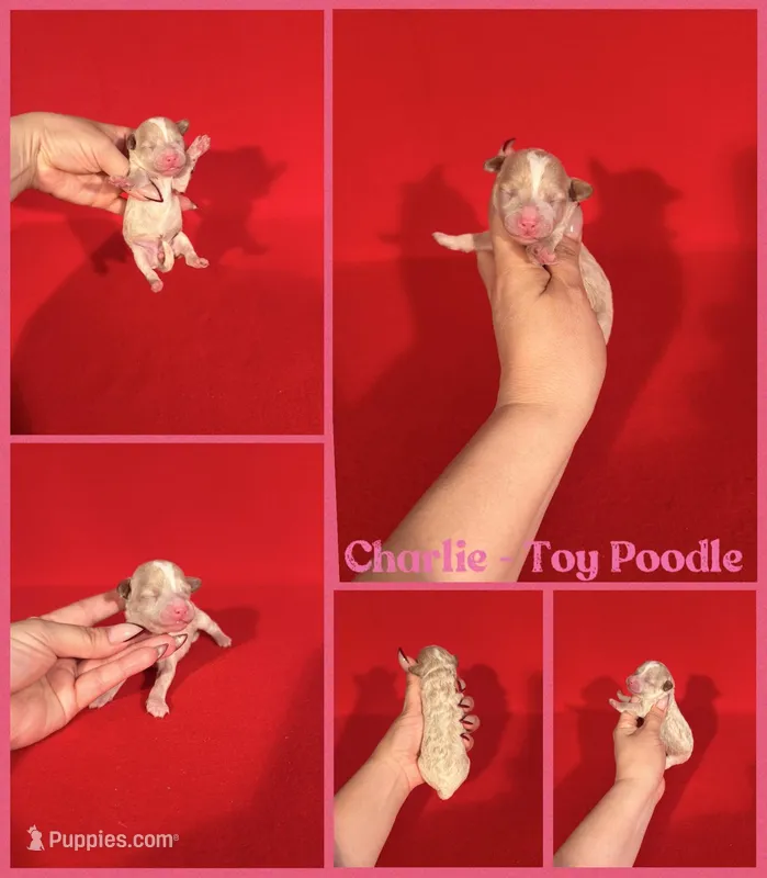 Charlie AKC REG  – Poodle - Toy  puppy for sale in Jacksonville, NC