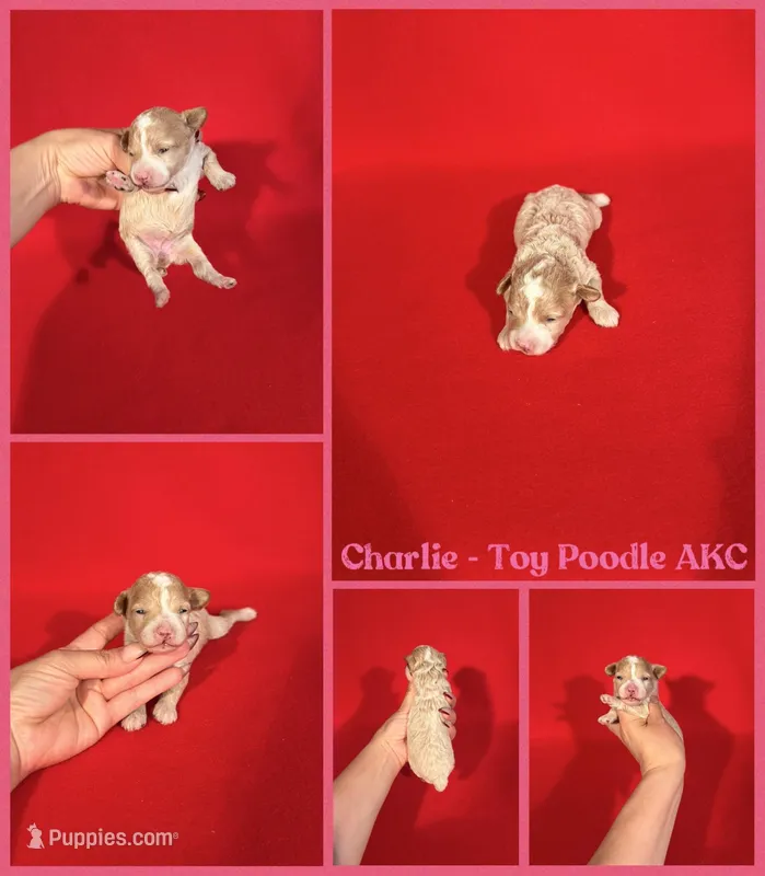 Charlie AKC REG  – Poodle - Toy  puppy for sale in Jacksonville, NC