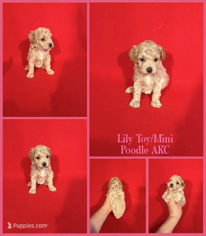 Lily AKC  – Poodle - Toy , Poodle - Miniature  puppy for sale in Jacksonville, NC
