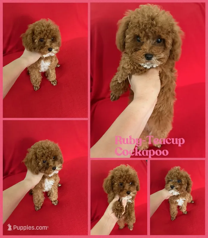 Ruby  – Cockapoo, Poodle - Toy  puppy for sale in Jacksonville, NC