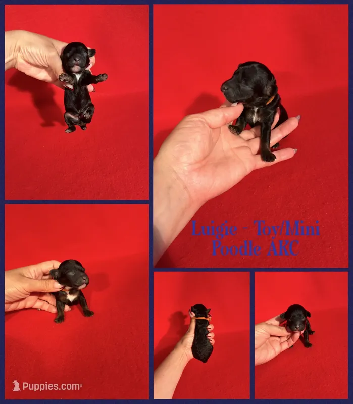Luigie AKC  – Poodle - Toy , Poodle - Miniature  puppy for sale in Jacksonville, NC