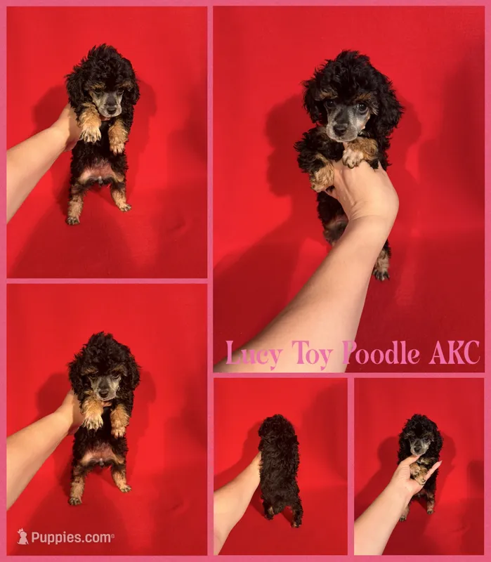 Lucy AKC  – Poodle - Toy , Poodle - Miniature  puppy for sale in Jacksonville, NC