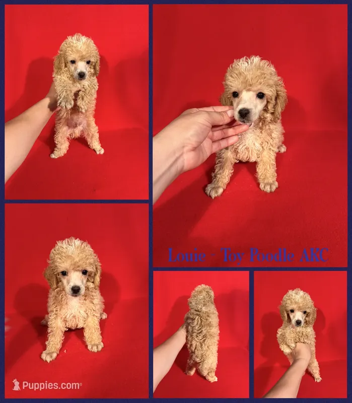 Louie AKC  – Poodle - Toy  puppy for sale in Jacksonville, NC