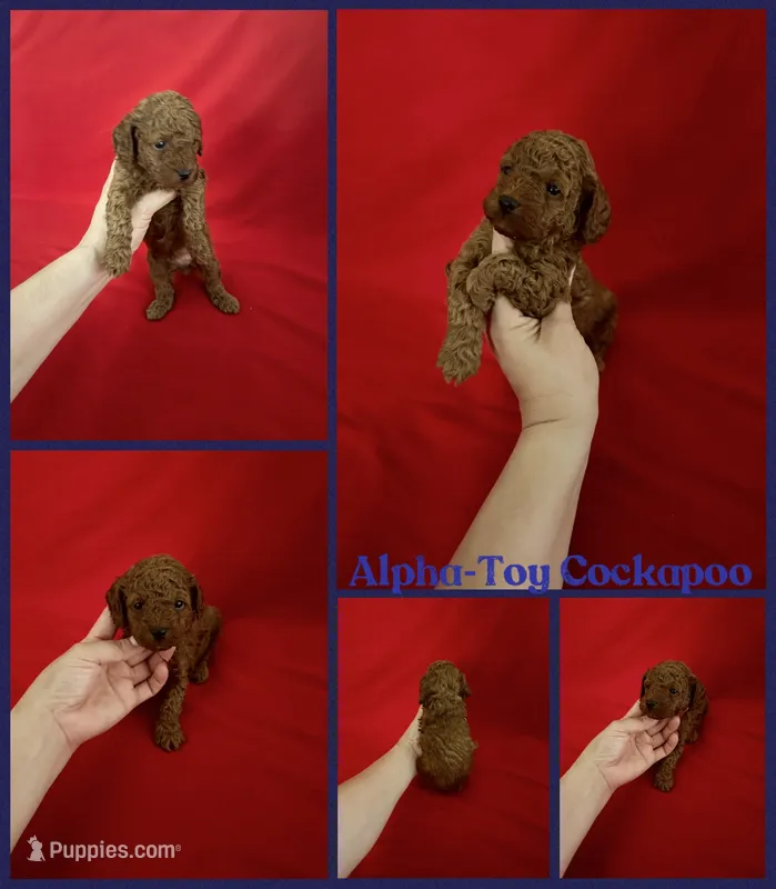 Alpha – Cockapoo, Poodle - Toy  puppy for sale in Jacksonville, NC