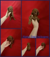 Alpha, a male Cockapoo and Poodle - Toy  for sale in Jacksonville, NC – 1 of 1