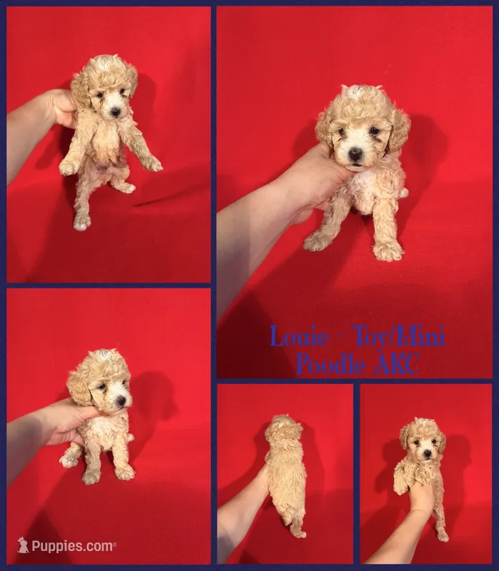 Louie AKC  – Poodle - Toy , Poodle - Miniature  puppy for sale in Jacksonville, NC