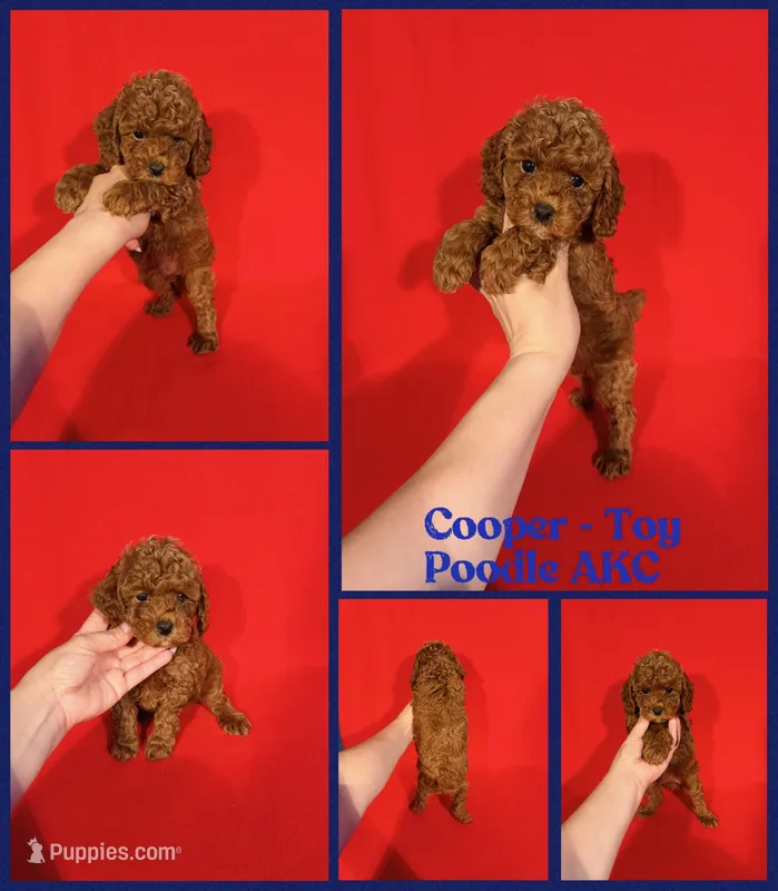 Cooper AKC  – Poodle - Toy  puppy for sale in Jacksonville, NC