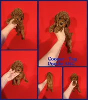 Cooper AKC , a male Poodle - Toy  for sale in Jacksonville, NC – 1 of 1