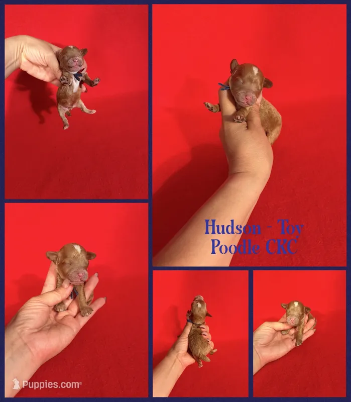 Hudson  – Poodle - Toy  puppy for sale in Jacksonville, NC