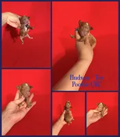 Hudson , a male Poodle - Toy  for sale in Jacksonville, NC – 1 of 1