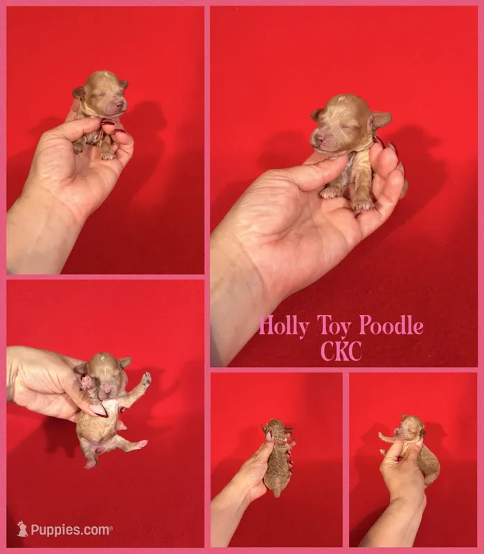 Holly  – Poodle - Toy  puppy for sale in Jacksonville, NC