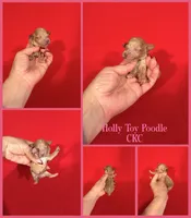 Holly , a female Poodle - Toy  for sale in Jacksonville, NC – 1 of 1