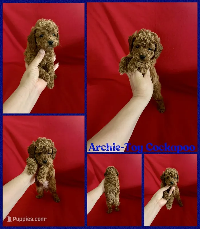 Archie  – Cockapoo, Poodle - Toy  puppy for sale in Jacksonville, NC