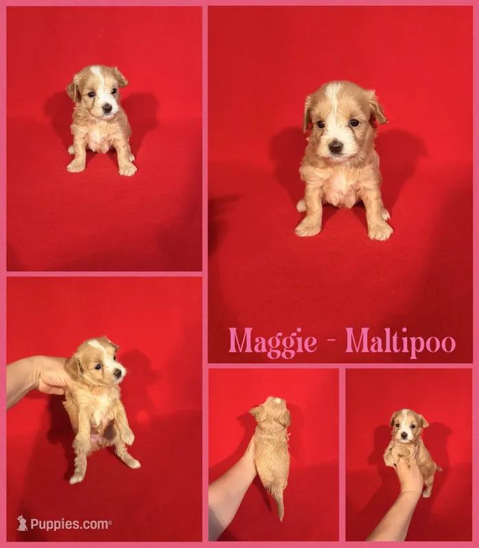Maggie – Maltipoo puppy for sale in Jacksonville, NC