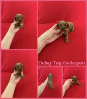 Daisy , a female Cockapoo and Poodle - Toy  for sale in Jacksonville, NC – 1 of 1