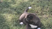 Boy1, a female Akita for sale in Florissant, MO – 5 of 10