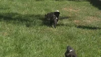 Boy2, a female Akita for sale in Florissant, MO – 10 of 10