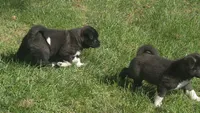 Boy2, a female Akita for sale in Florissant, MO – 7 of 10