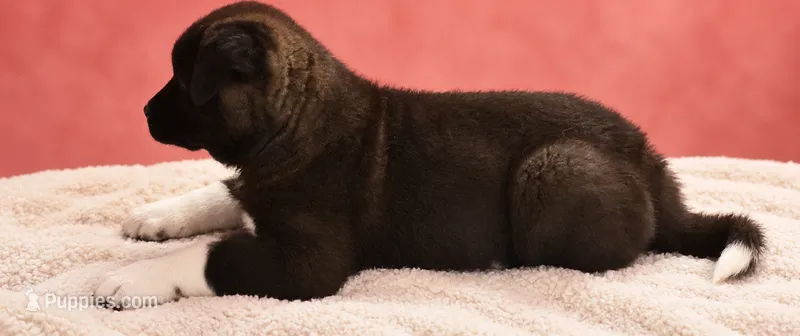 Boy2 – Akita puppy for sale in Florissant, MO
