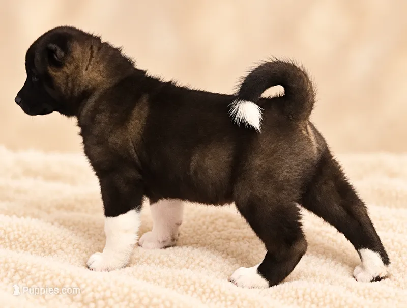 Boy1 – Akita puppy for sale in Florissant, MO