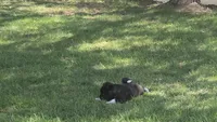 Boy2, a female Akita for sale in Florissant, MO – 4 of 10