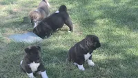 Boy1, a female Akita for sale in Florissant, MO – 2 of 10