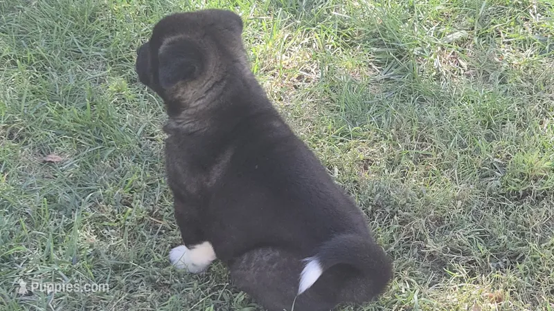 Boy1 – Akita puppy for sale in Florissant, MO