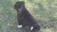 Boy1, a female Akita for sale in Florissant, MO – 1 of 10