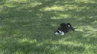 Boy2, a female Akita for sale in Florissant, MO – 6 of 10