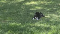 Boy2, a female Akita for sale in Florissant, MO – 3 of 10