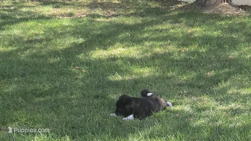 Boy2 – Akita puppy for sale in Florissant, MO