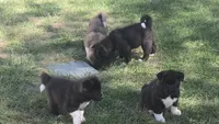 Girl1, a female Akita for sale in Florissant, MO – 2 of 6