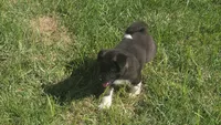 Boy2, a female Akita for sale in Florissant, MO – 9 of 10
