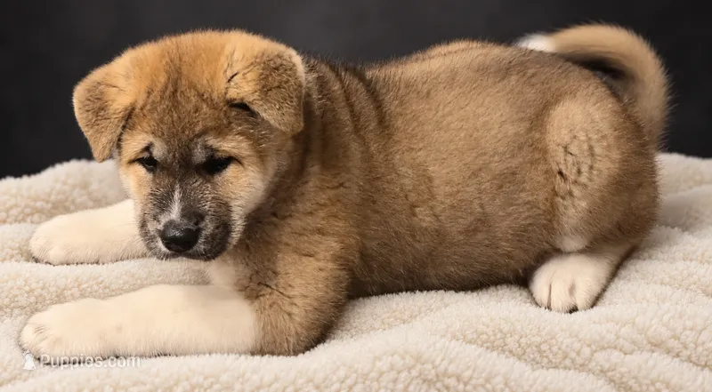 Girl1 – Akita puppy for sale in Florissant, MO